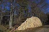 Timber cutting and storage of fir wood in forest, Vandoncourt, Doubs, France