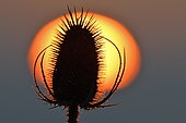Teasel (Dipsacus sp) against the sunset, Doubs, France