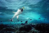 Whitetip Reef Shark (Triaenodon obesus) eating Yellowtailed Surgeonfish (Prionurus laticlavius), Cocos Island, Costa Rica - Pacific Ocean.