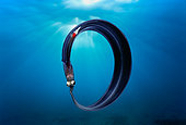 Deep-Sea Pelagic Eel, Egypt, Red Sea.