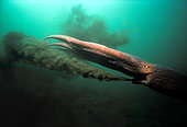Pieuvre géante du Pacifique (Enteroctopus dofleini) crachant de l'encre, Colombie britannique, Canada, Pacifique Nord