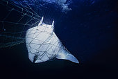 Manta Ray (Manta birostris) caught in gill net. Huatabampo, Mexico, Sea of Cortez, Pacific Ocean.