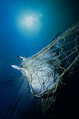 Manta Ray (Manta birostris) caught in gill net. Huatabampo, Mexico, Sea of Cortez, Pacific Ocean.