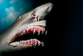 Sand Tiger Shark showing protruding jaw