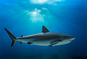 Caribbean Reef Shark (Carcharhinus perezi), Bahamas - Caribbean Sea.