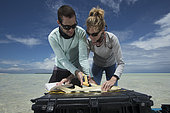 Clare Keating Daly and Ryan Daly, marine biologist and research director of the Arros research center of the "Save our seas" foundation measuring and tagging a young Lemon shark (Negaprion brevirostris), St Joseph's Atoll, Seychelles