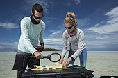 Clare Keating Daly and Ryan Daly, marine biologist and research director of the Arros research center of the "Save our seas" foundation measuring and tagging a young Lemon shark (Negaprion brevirostris), St Joseph's Atoll, Seychelles