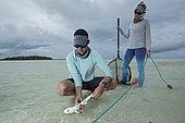 Clare Keating Daly and Ryan Daly, marine biologist and research director of the Arros research center of the "Save our seas" foundation catching a young Blacktip reef shark (Carcharhinus melanopterus), St Joseph's Atoll, Seychelles