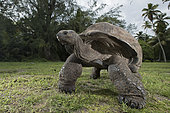 Aldabra giant tortoise (Aldabrachelys gigantea gigantea) male, D'Arros Island, Seychelles