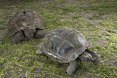 Aldabra giant tortoise (Aldabrachelys gigantea gigantea) couple, D'Arros Island, Seychelles