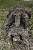 Aldabra giant tortoise (Aldabrachelys gigantea gigantea) mating, D'Arros Island, Seychelles