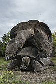Aldabra giant tortoise (Aldabrachelys gigantea gigantea) mating, D'Arros Island, Seychelles