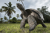 Aldabra giant tortoise (Aldabrachelys gigantea gigantea) male, D'Arros Island, Seychelles