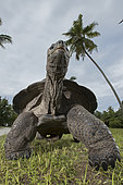 Aldabra giant tortoise (Aldabrachelys gigantea gigantea) male, D'Arros Island, Seychelles