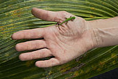 Young Seychelles small day gecko (Phelsuma astriata) handing, St-Joseph atoll, Seychelles