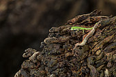 Young Seychelles small day gecko (Phelsuma astriata), St-Joseph atoll, Seychelles