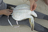 Clare Keating Daly, measuring a Green Turtle (Chelonia mydas) with Ryan Daly, Marine Biologist and Research Director of the Arros Research Center of the Save our Seas Foundation. St. Joseph's Atoll, Seychelles
