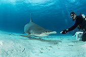 Scuba diver hand feeding a great hammerhead shark (Sphyrna mokarran) swimming over a sandy seabed, South Bimini, Bahamas. The Bahamas National Shark Sanctuary, West Atlantic Ocean.