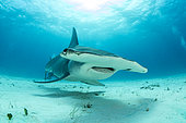 Great hammerhead shark (Sphyrna mokarran) swimming over a sandy seabed, South Bimini, Bahamas. The Bahamas National Shark Sanctuary, West Atlantic Ocean.