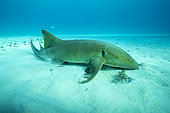 Nurse shark (Ginglymostoma cirratum), swimming over a sandy seabed, South Bimini, Bahamas. The Bahamas National Shark Sanctuary, West Atlantic Ocean.