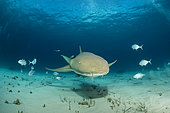 Nurse shark (Ginglymostoma cirratum), swimming over a sandy seabed, South Bimini, Bahamas. The Bahamas National Shark Sanctuary, West Atlantic Ocean.