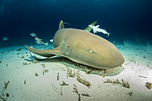 Nurse shark (Ginglymostoma cirratum), swimming over a sandy seabed, South Bimini, Bahamas. The Bahamas National Shark Sanctuary, West Atlantic Ocean.