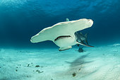 Great hammerhead shark (Sphyrna mokarran) swimming over a sandy seabed, South Bimini, Bahamas. The Bahamas National Shark Sanctuary, West Atlantic Ocean.