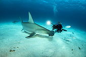 Scuba diver is filming a Great hammerhead shark (Sphyrna mokarran) swimming over a sandy seabed, South Bimini, Bahamas. The Bahamas National Shark Sanctuary, West Atlantic Ocean.