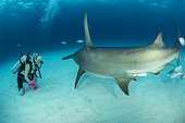 Scuba diver with Great hammerhead shark (Sphyrna mokarran) swimming over a sandy seabed, South Bimini, Bahamas. The Bahamas National Shark Sanctuary, West Atlantic Ocean.