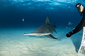 Scuba diver hand feeding a great hammerhead shark (Sphyrna mokarran) swimming over a sandy seabed, South Bimini, Bahamas. The Bahamas National Shark Sanctuary, West Atlantic Ocean.