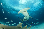 Great hammerhead shark (Sphyrna mokarran) swimming over a sandy seabed with some Nurse shark (Ginglymostoma cirratum), South Bimini, Bahamas. The Bahamas National Shark Sanctuary, West Atlantic Ocean.