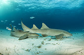 Nurse sharks (Ginglymostoma cirratum), swimming over a sandy seabed, South Bimini, Bahamas. The Bahamas National Shark Sanctuary, West Atlantic Ocean.