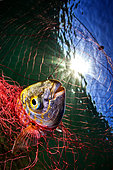 Salema (Sarpa salpa) trapped in a fishing net, Tyrrhenian Sea