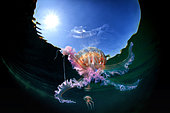Mauve stinger jellyfish (Pelagia noctiluca) reflected on the surface, Tyrrhenian Sea