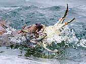 European Otter (Lutra lutra) bringing crab ashore, Shetland, June
