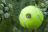 Rat des moissons (Micromys minutus) utilisant une balle de tennis comme nid, Réserve naturelle, Norfolk, Angleterre