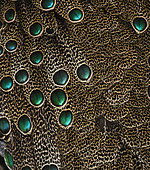 Plumage detail of Malaysian Peacock Pheasant (Polyplectron malacense) captive
