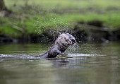 European Otter (Lutra lutra) on River Thet, Thetford, Norfolk