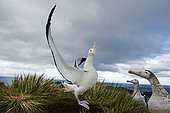Wandering Albatross (Diomeda exulans) displaying on Albatross Island in Bay of Isles, South Georgia