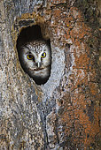 Tengmalm owl (Aegolius funereus) in front of its nesting cavity, Jura, France