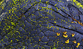 Pioneer flora moss and mushrooms on a burnt trunk, Jura, France