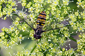 Marmalade Hover-fly (Episyrphus balteatus) on an inflorescence of parsley in spring, Country garden, Lorraine, France