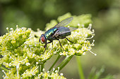 Greenbottle fly (Lucilia sericata) on an inflorescence of parsley in spring, Country garden, Lorraine, France