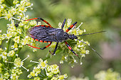 Assassin Bug (Rhynocoris annulatus) on an inflorescence of parsley in spring, Country garden, Lorraine, France