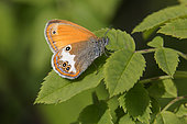 Moroccan Pearly Heath (Coenonympha arcania) on a leaf in the woods in summer, Deciduous temperate forest, Lorraine, France