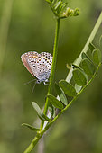 Silver-studded Blue (Plebejus Argus) In the vegetation in summer, Limestone lawn of the coasts of Moselle, Lorraine, France