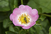 Dog rose (Rosa canina), Detail of a flower with the presence of an Oedemera beetle (Oedemera sp) in early summer, Limestone lawn of the Moselle coast, Lorraine, France