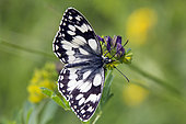 Marbled White (Melanargia galathea) Foraging on clover flowers in early summer, Limestone lawn of the Moselle coast, Lorraine, France