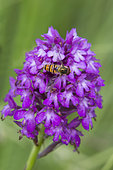 Marmalade Hover-fly (Episyrphus balteatus) on Pyramidal orchid (Anacamptis pyramidalis) flower in summer, Calcareous grassland, Lorraine, France
