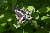 White admiral butterfly (Limentis camilla) on bramble in summer, Queen Forest near Toul, Lorraine, France